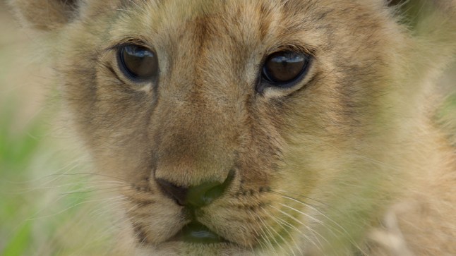 ‘I’ve filmed a groundbreaking new nature series – but David Attenborough thought I was mad’