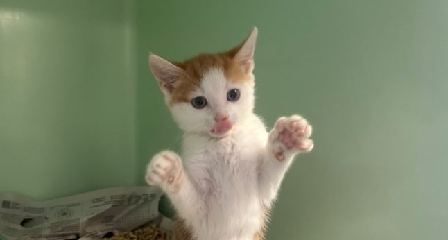 Kitten found outside Tube station needs new home after being rescued by commuter
